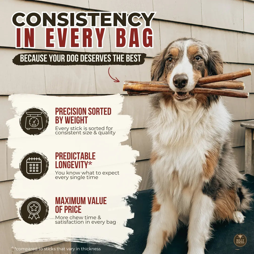 12 Inch Jumbo Bully Stick Bully Bunches
